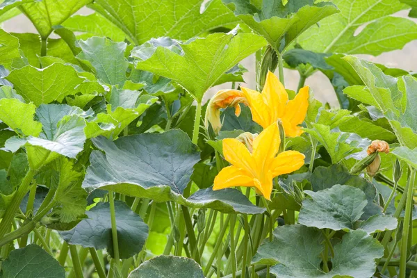 かぼちゃの花 — ストック写真