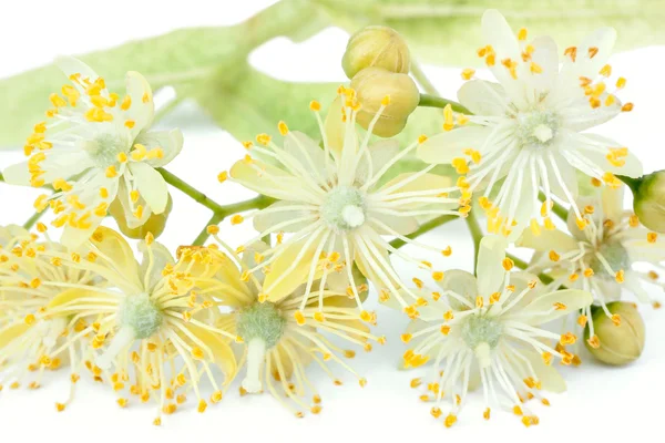 Close up of lime blossom — Stock Photo, Image
