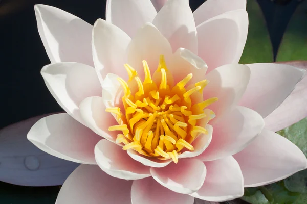 Waterlily — Stock Photo, Image