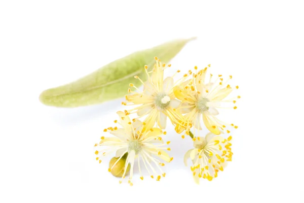 Close up of lime blossom — Stock Photo, Image