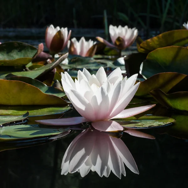 Flower water lily — Stock Photo, Image