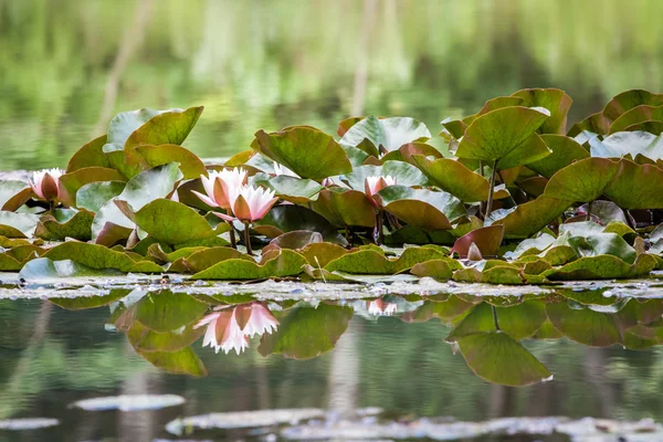 Waterlily — Stock Photo, Image