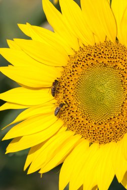 Arılar üzerinde ayçiçeği