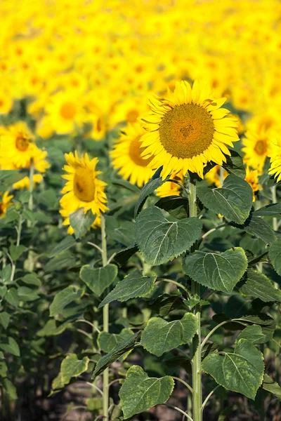 Ayçiçeği alan — Stok fotoğraf