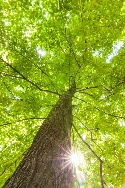 yeşil yaprakları kayın