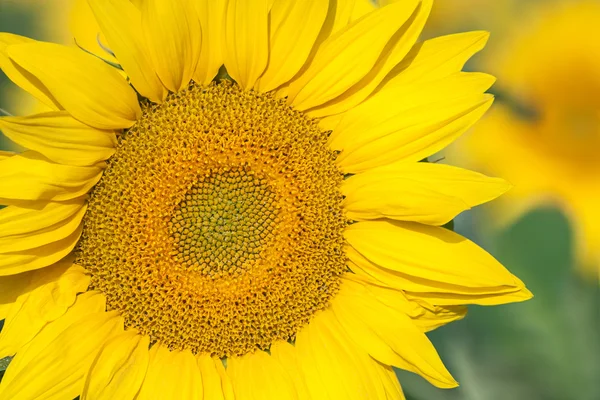 Sonnenblume — Stockfoto