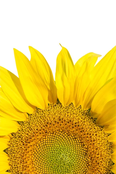 Girasol — Foto de Stock