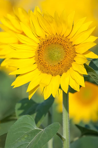 Sonnenblumenfeld — Stockfoto