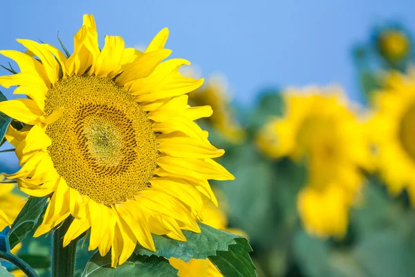 Sonnenblumenfeld — Stockfoto