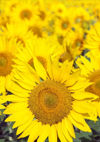 Zonnebloem veld — Stockfoto