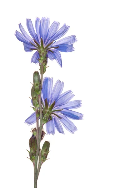 Cicoria blu — Foto Stock