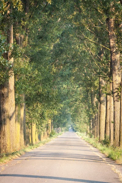 Road between poplars — Stock Photo, Image