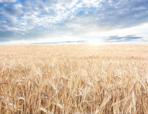 Ripened grain — Stock Photo, Image