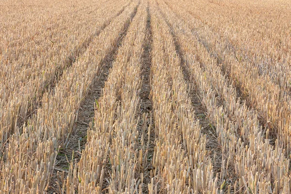 Stubble — Stock Photo, Image