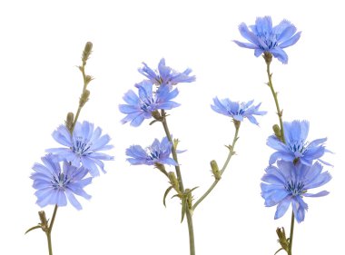 chicory clipart