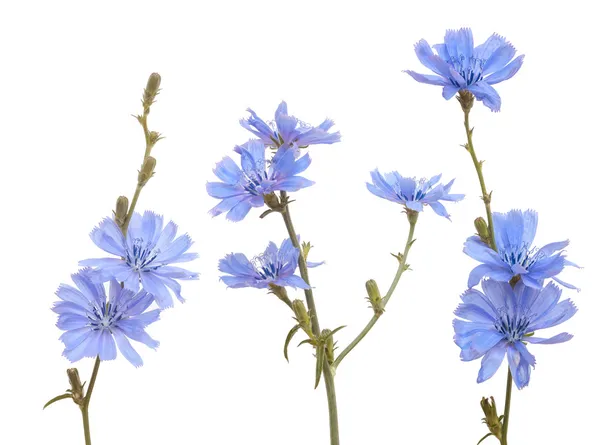 Chicory — Stock Photo, Image