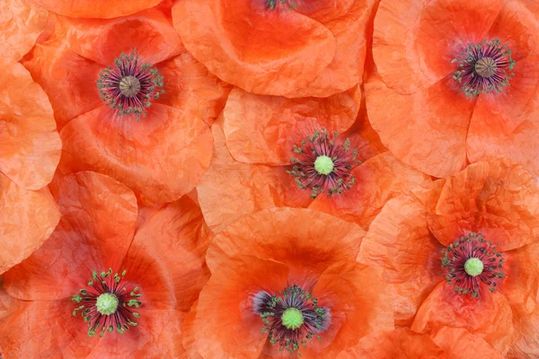 Poppy bloemen — Stockfoto