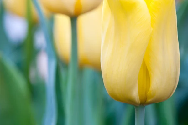 Žlutý Tulipán — Stock fotografie