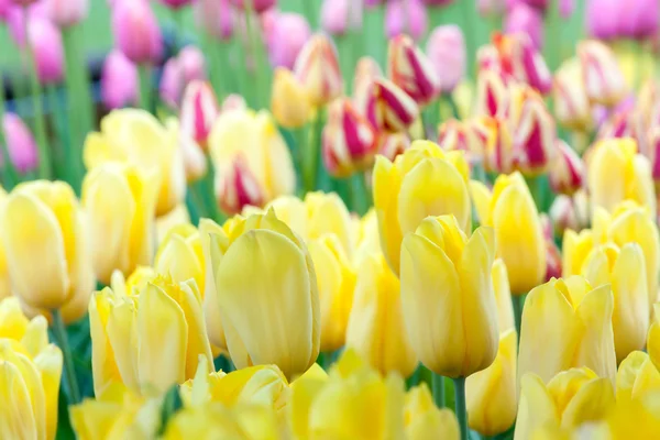 Tulips — Stock Photo, Image