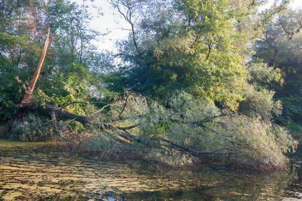 Árvore caída na água — Fotografia de Stock