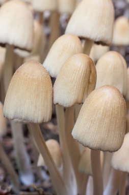 Coprinellus