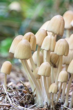 Coprinellus