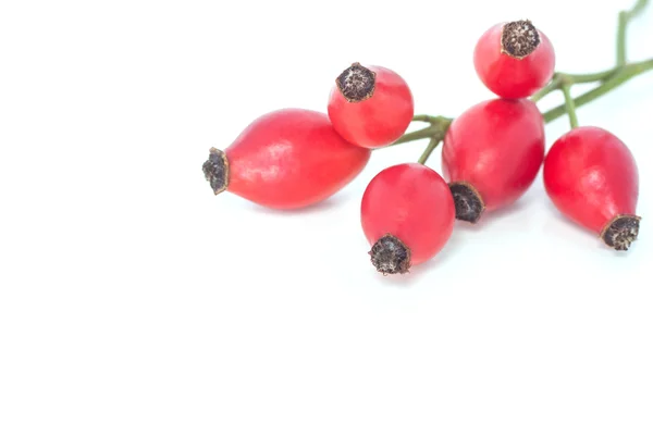 Rose hips — Stock Photo, Image