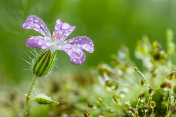 Mech i purpurowe kwiaty — Zdjęcie stockowe