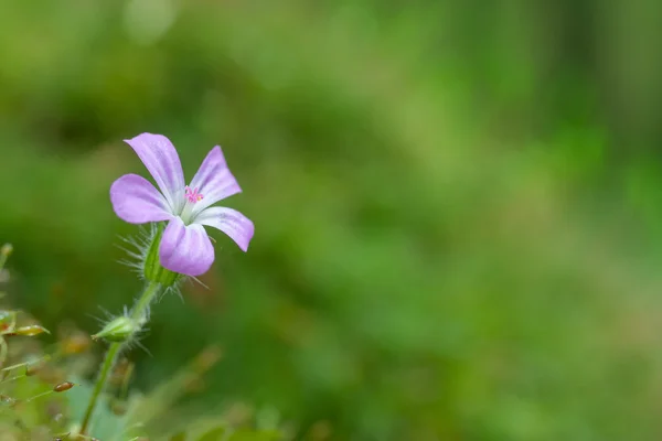 紫の花 — ストック写真