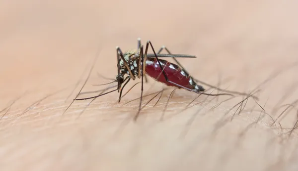 Комар — стокове фото