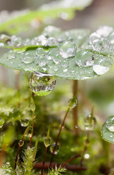 Harmatcseppek — Stock Fotó