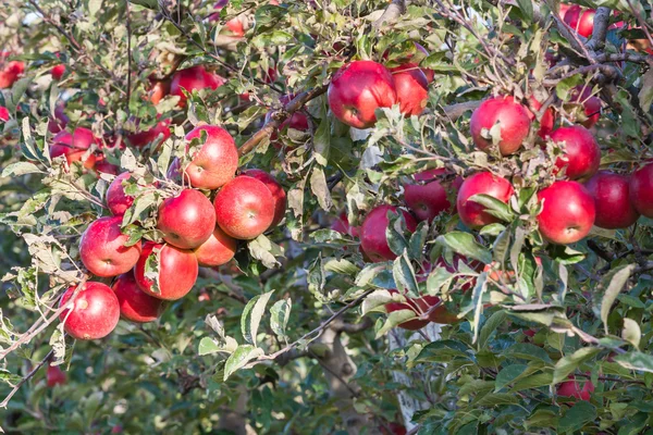 Rama con manzanas —  Fotos de Stock