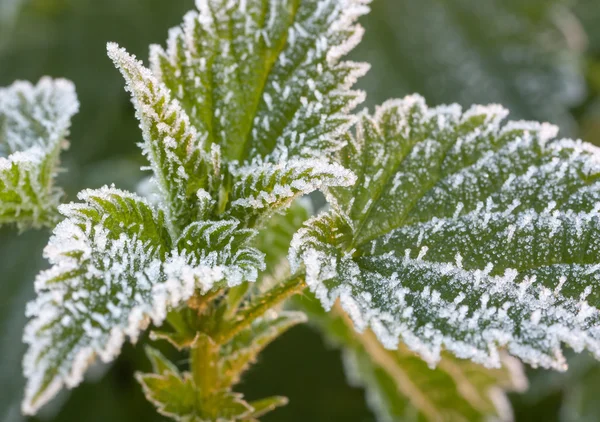 donmuş ısırgan otu