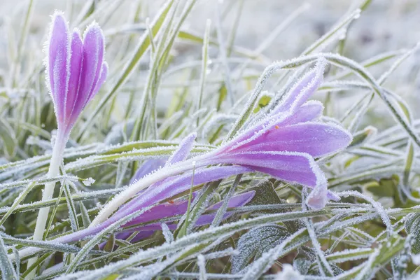 Mattina gelo — Foto Stock