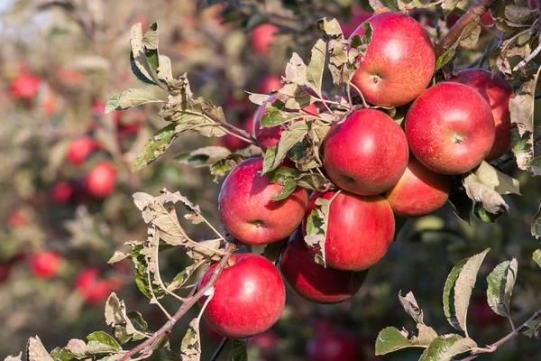 Rama con manzanas —  Fotos de Stock