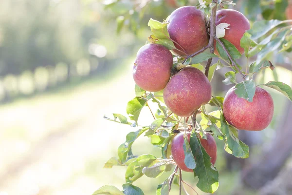 Manzanas —  Fotos de Stock