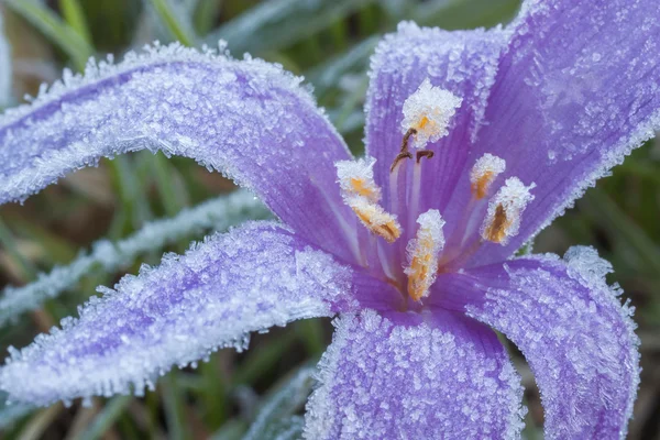 Colchicum autumnale — Fotografie, imagine de stoc