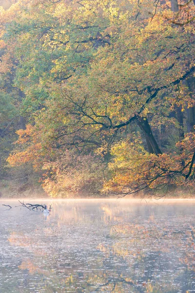 Göl sonbahar sabahı — Stok fotoğraf