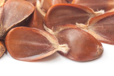 beechnuts