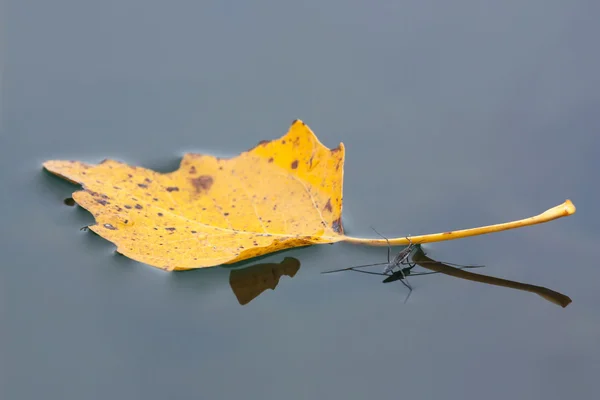 Su sineklerinin ile kayan yaprak — Stok fotoğraf