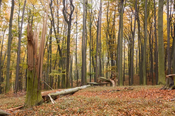 Damaged forest — Stock Photo, Image