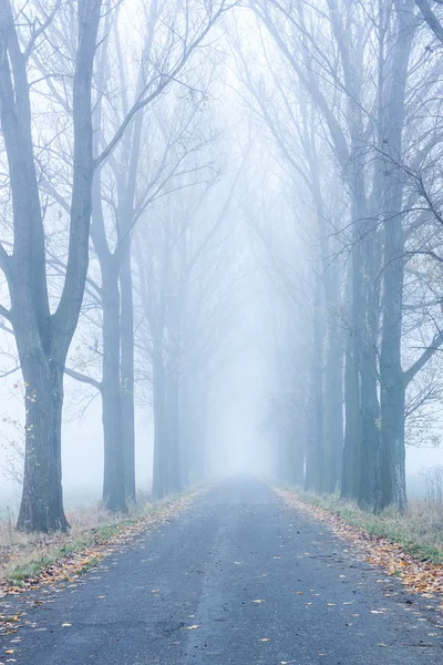 Autumn mist — Stock Photo, Image