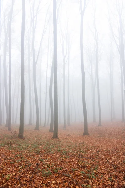 Nevoeiro de outono — Fotografia de Stock