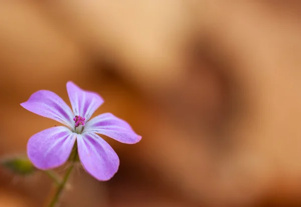 Paarse bloem — Stockfoto