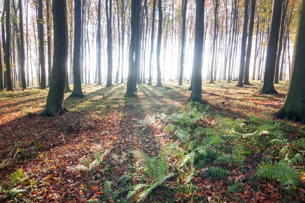 Mooie herfst — Stockfoto