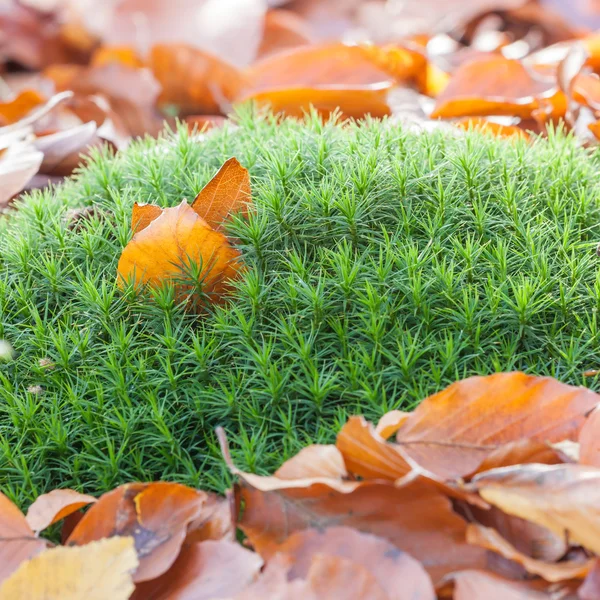 Autumn — Stock Photo, Image