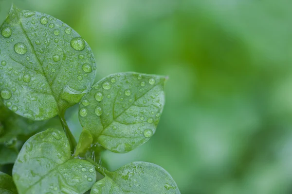 露珠 — 图库照片