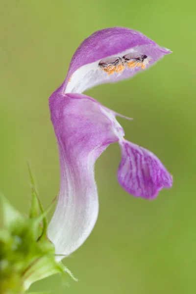 Flower nettle — Stock Photo, Image