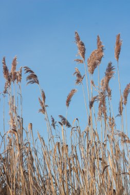Reed.