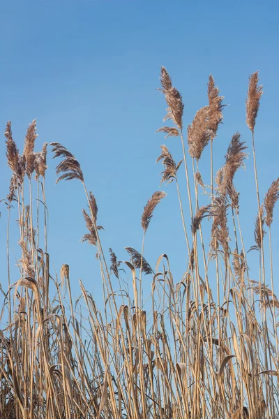 Canne — Foto Stock